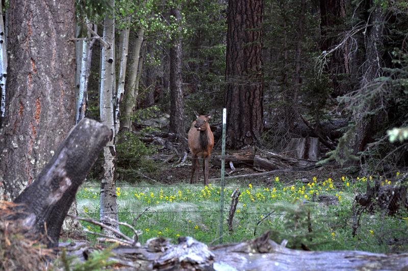 1006111920-Baldy 095.jpg